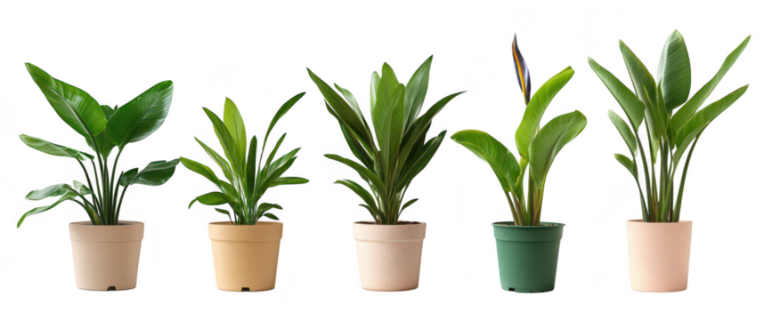 A display of five potted indoor plants in various colors and sizes. their lush green foliage against a clean. white background. perfect for home decor or gardening inspiration