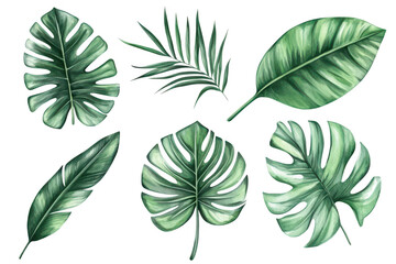 Fototapeta premium A collection of tropical leaves various shapes and textures. perfect for nature-themed designs. backgrounds. or botanical illustrations (1)