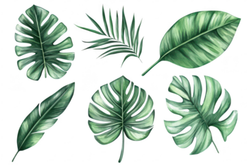 A collection of tropical leaves various shapes and textures. perfect for nature-themed designs. backgrounds. or botanical illustrations (1)