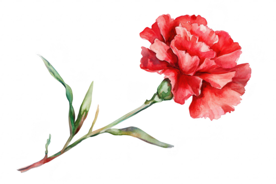 A red carnation flower with delicate petals and green leaves gracefully positioned against a white background. ideal for use in floral designs. greeting cards. and nature-themed artwork