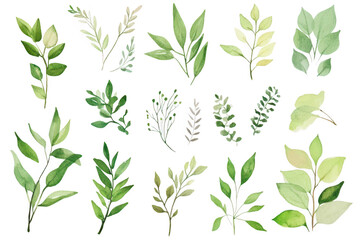 A collection of beautifully illustrated green leaves various shapes and sizes. ideal for nature-themed projects or backgrounds. with a clean white backdrop enhancing their colors