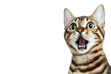 A surprised Bengal cat with wide eyes and an open mouth. set against a clean white background. capturing a moment of curiosity or excitement. ideal for pet-themed content