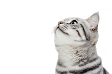 A close-up portrait of a curious silver tabby cat gazing upwards. its striking green eyes and distinct striped fur. set against a clean white background. ideal for pet-related content