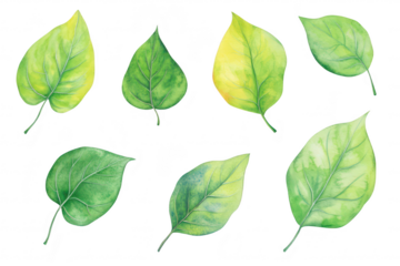 A collection of hand-painted leaves various shades of green and yellow. arranged artistically on a white background. ideal for nature-themed projects or botanical illustrations