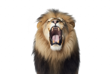 A majestic lion roaring with its mouth wide open. its powerful teeth and mane. set against a simple gray background. symbolizing strength and courage in wildlife photography