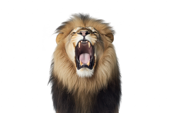 A majestic lion roaring with its mouth wide open. its powerful teeth and mane. set against a simple gray background. symbolizing strength and courage in wildlife photography