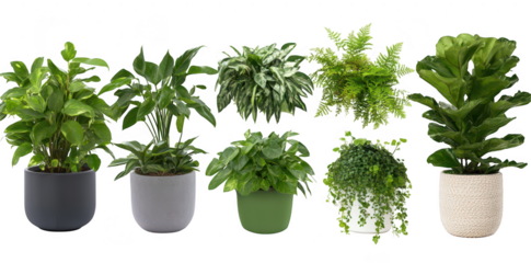 A collection of indoor potted plants arranged in a neat display. various species and pot designs. creating a lush green ambiance in a modern living space