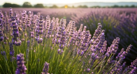 Obraz premium Lavender Field in Bloom: The air is perfumed with the scent of lavender, stretching to the horizon under a soft, golden sun.