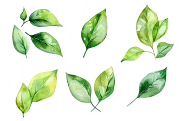 A collection of beautifully illustrated watercolor leaves in various shapes and shades of green. the diversity of foliage. ideal for nature-themed designs or botanical projects