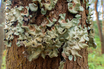 Macro close-up on white, crustose lichen and moss growing on the textured brown bark of a fallen tree log in a forest.
