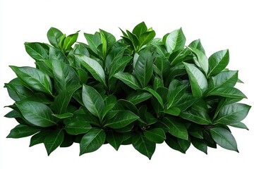 Fototapeta premium Bright green glossy leaves of a dense bush isolated on white background showing healthy foliage and natural leaf texture