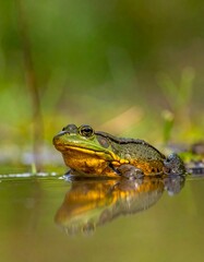 Fototapeta premium Large green frog in water reflecting the warm golden colors