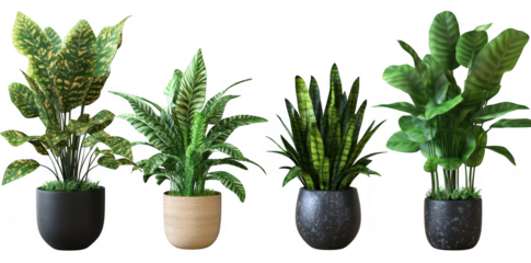 A display of various indoor plants in decorative pots. lush green foliage with intricate patterns. set against a neutral background. ideal for home decor inspiration