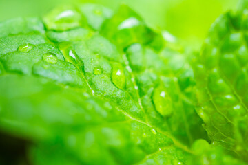 Beautiful rain water drop on green leaf closeup natural background