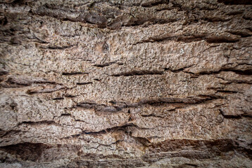 Close-up macro of weathered tree bark texture with deep, rugged, vertical ridges. Natural gray and brown abstract background or wallpaper.