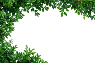 Green leaves frame a black background with copy space foliage plant, Isolated On Transparent Background, Png