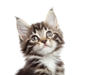 A close-up portrait of an adorable Maine Coon kitten with striking eyes and fluffy fur. gazing upward against a plain white background. its playful and curious nature