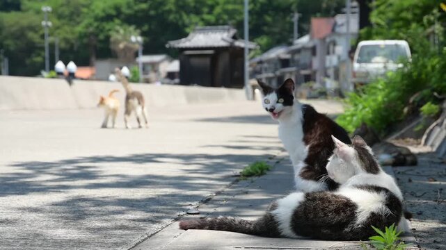 真鍋島の猫 （岡山県笠岡市, 2025年5月）