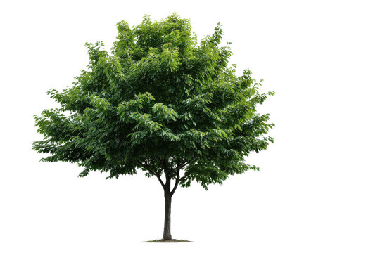Green deciduous tree with full foliage isolated on black background leaves, Isolated On Transparent Background, Png - Powered by Adobe