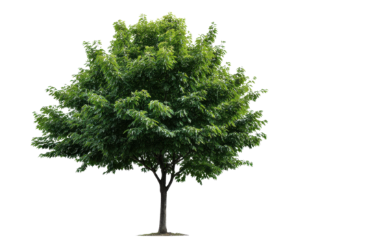 Green deciduous tree with full foliage isolated on black background leaves, Isolated On Transparent Background, Png - Powered by Adobe
