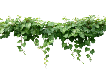 Green ivy vine with dark leaves hanging down on black background plant, Isolated On Transparent Background, Png