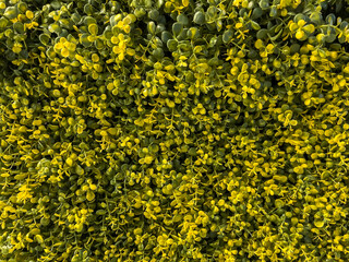 Background green wall of plants Abstract green wall on the background