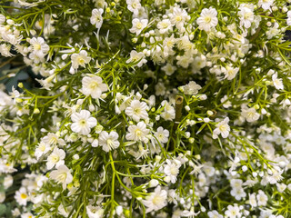 Background green wall of plants Abstract green wall on the background