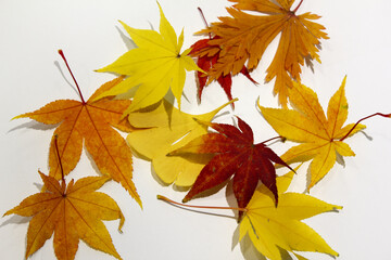 These are maple leaves placed on a white background.