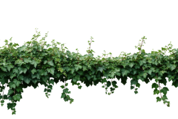 Green ivy vine with dark leaves cascading downwards on black background plant foliage, Isolated On Transparent Background, Png
