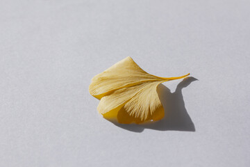 These are ginkgo leaves that have turned yellow.
