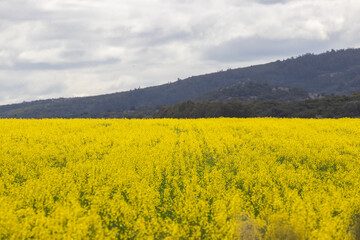 Flores en el campo