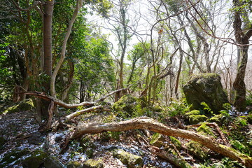 the remaining snow and mossy rocks
