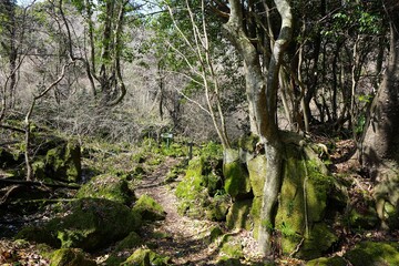 bare old trees in wild forest