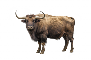 A strong. mature bull stands confidently against a white background. its impressive horns and thick fur. ideal for agricultural and wildlife-themed projects