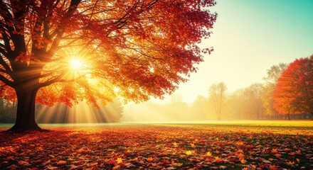 Brilliant sunburst shining through the vibrant orange and red leaves of a large tree in a park covered with fallen autumn foliage during a golden hour morning