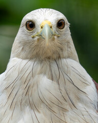 portrait of a eagle
