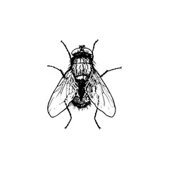Black housefly macro insect isolated on a white background