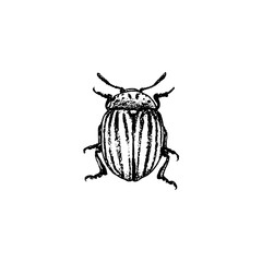 Colorado potato beetle macro closeup, isolated insect pest on white background