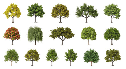 Collection of Various Tree Species and Foliage.