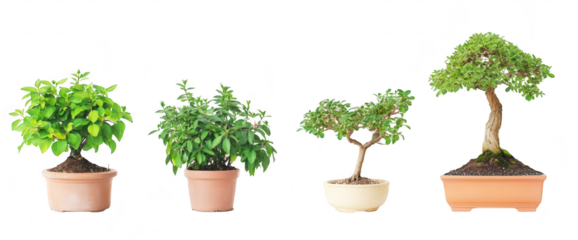 A serene arrangement of four distinct bonsai plants in various pots. their unique shapes and sizes against a clean white background. ideal for nature enthusiasts and gardening inspiration