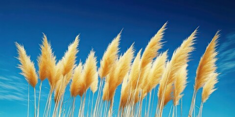golden pampas grass plumes on tall slender stems against a vivid deep blue sky, gently swaying in a soft breeze, calm and serene