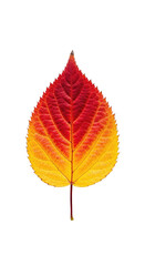 Colorful Autumn Leaf with Vibrant Red and Yellow Tones.