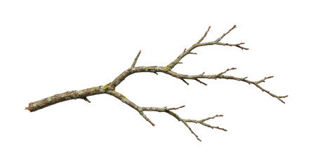 Dry Leafless Tree Branch Isolated on White Background 4.