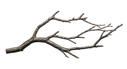 Dry Leafless Tree Branch on White Background.