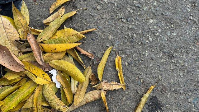 pile of dry leaf litter. Dried yellow and brown mango leaves rests on the left side of rough asphalt or concrete pavement