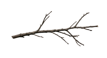 Dry Tree Branch Isolated on White Background 3.