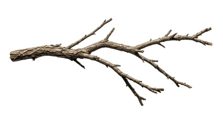 Dry Tree Branch Isolated on White Background 2.