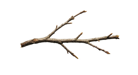 Dry Tree Branch Isolated on White Background 4.