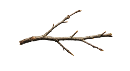 Dry Tree Branch Isolated on White Background 4.