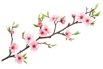 Fototapeta premium A delicate branch adorned with pink cherry blossoms. the beauty of spring in a minimalistic setting. perfect for floral-themed designs and nature-inspired projects